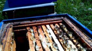 Что в гнезде во время взятка.