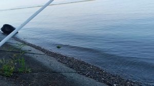 Рыбалка на Амуре в Хабаровске/DG_KHAGAY