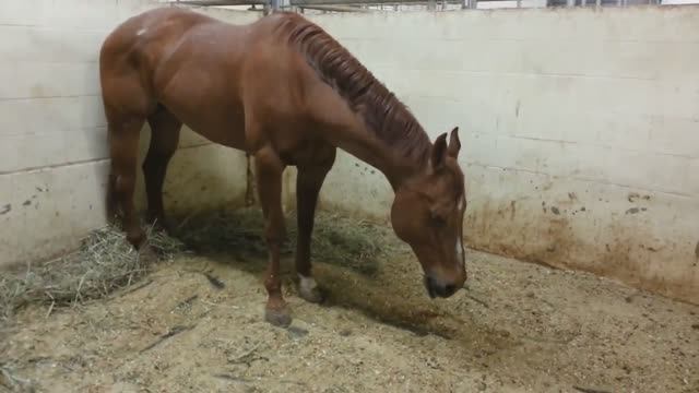 ЛОШАДИ. Самые Удивительные Факты про Лошадей смотреть онлайн