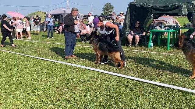 ОТКРЫТЫЙ СУКИ ДШ / КЧК САНКТ-ПЕТЕРБУРГ 12 июля`25 G.Stibel Моно немецких овчарок