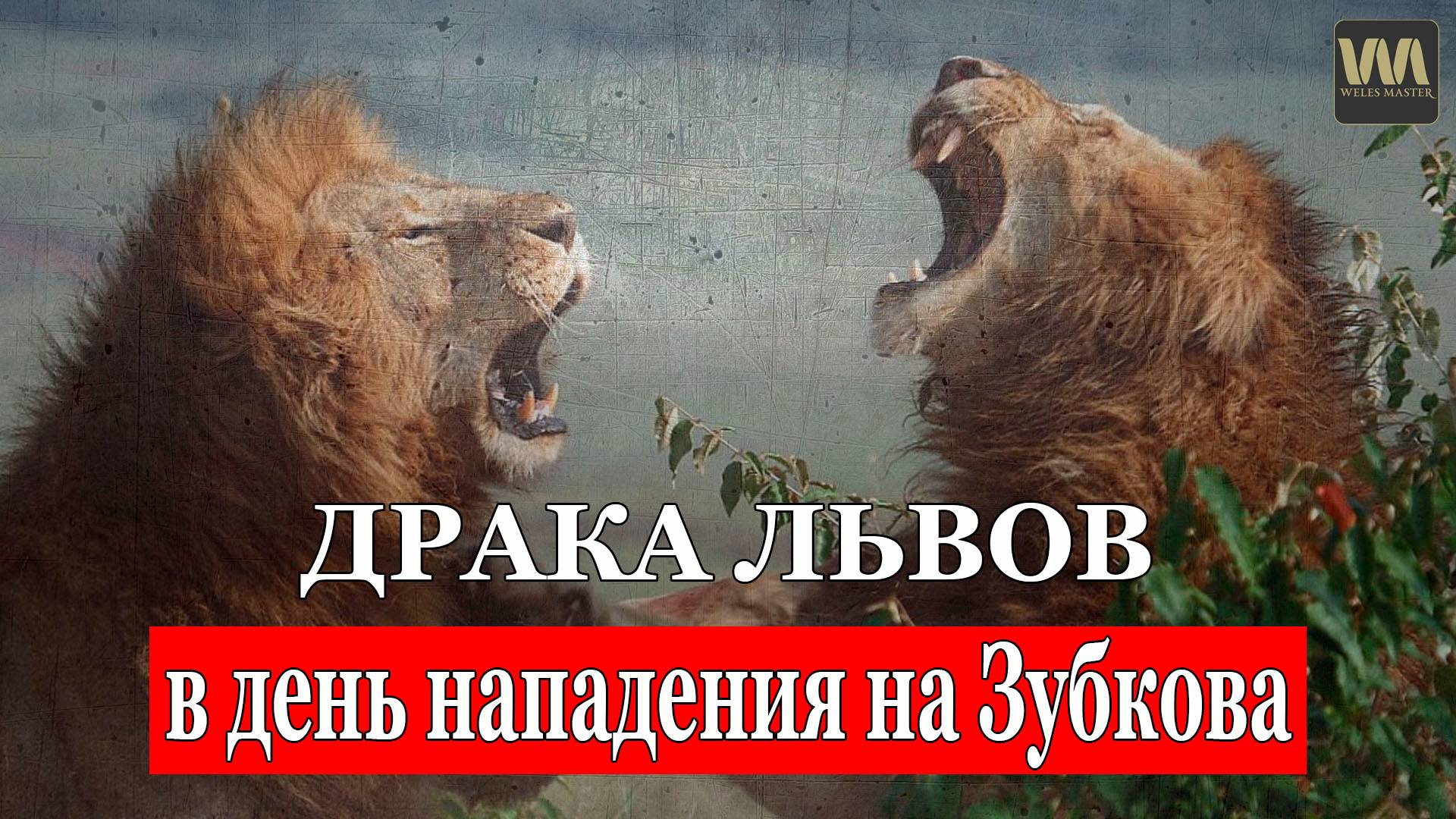 Драка львов в день нападения на Зубкова в Тайгане смотреть онлайн