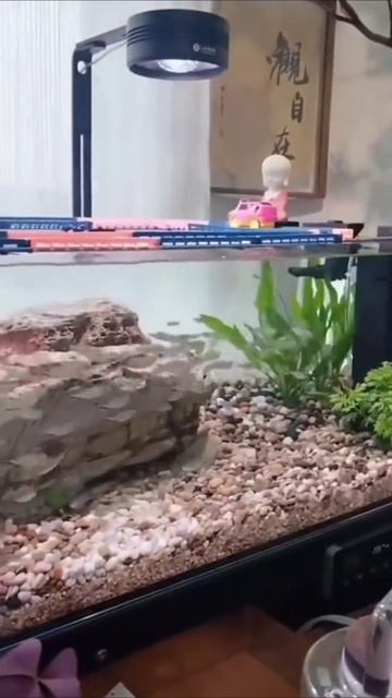 Рыбками пора прогуляться смотреть онлайн