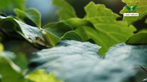 Что такое фотосинтез?