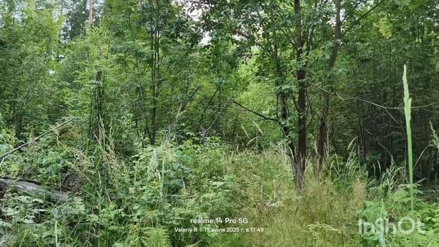 Прогулка #24, середина лета. Часть 2 15.07.2025 смотреть онлайн