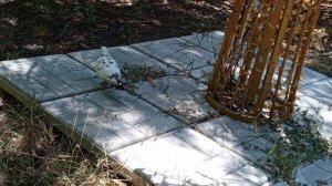 video_2025-07-25_15-52-14