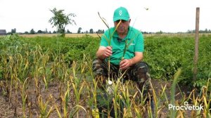 РОКОВАЯ ОШИБКА ПРИ УБОРКЕ ЧЕСНОКА И ЛУКА, из-за которой урожай быстро начинает гнить при хранении