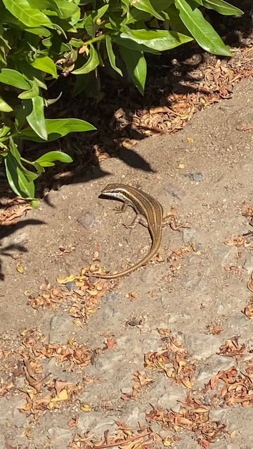 ящерица Trachylepis / африканские мабуи / Шарм / Египет смотреть онлайн