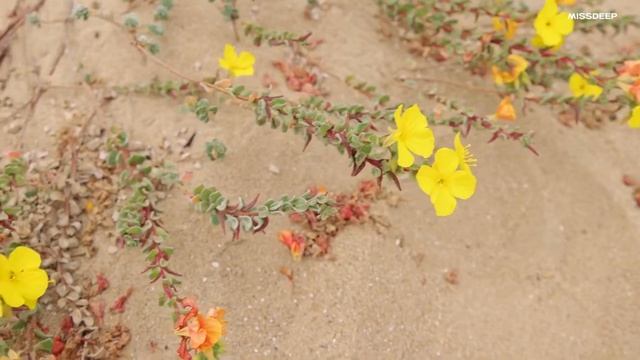 MissDeep Music Mix#57