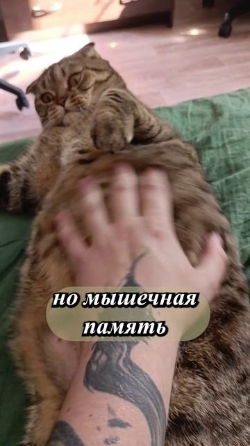 😹КОТИК ПРОТИВ ТРЕНИРОВОК!💥😏😹#cat #кот #смешныекоты  #TishaAndAlex