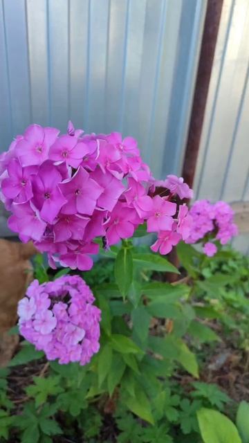 Флоксы и туя на даче смотреть онлайн