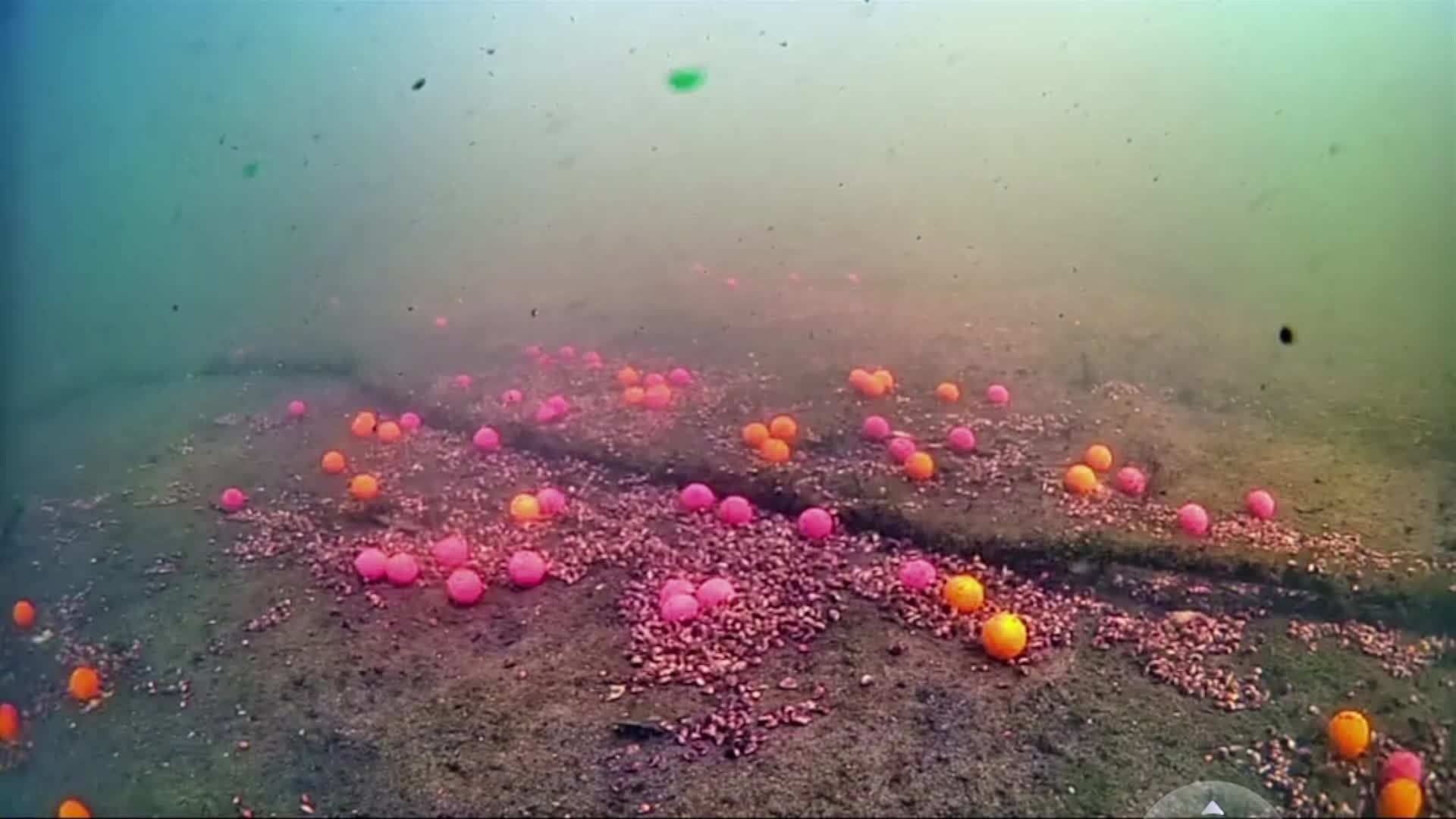 carp смотреть онлайн