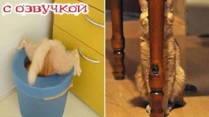 Почему коты такие мастера маскировки? Приколы с котами! С ОЗВУЧКОЙ! Самые смешные животные!
