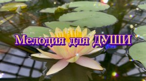 Мелодии для души, удивительные флейта, скрипка и прекрасные лилии