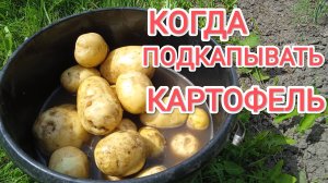 Когда можно подкапывать картошку