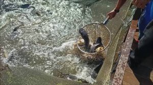 Зарыбление Верхнего пруда сомом 100 кг. Клёвое место Лосиный остров.