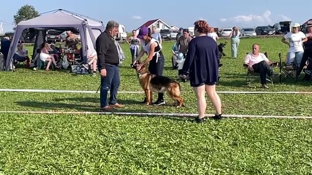 ОТКРЫТЫЙ СУКИ / КЧК САНКТ-ПЕТЕРБУРГ 12 июля`25 G.Stibel Моно немецких овчарок