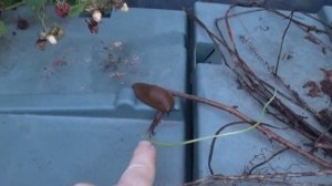 Слизни атакуют ! Как бороться ? Подскажите !