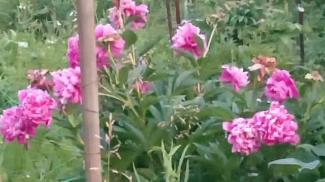 Дача в конце июня смотреть онлайн