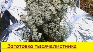 Заготовка тысячелистника