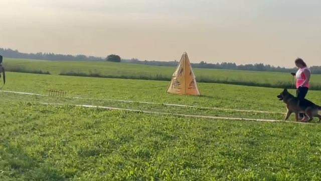 РАБОЧИЙ КОБЕЛИ / КЧК САНКТ-ПЕТЕРБУРГ 12 июля`25 G.Stibel Моно немецких овчарок