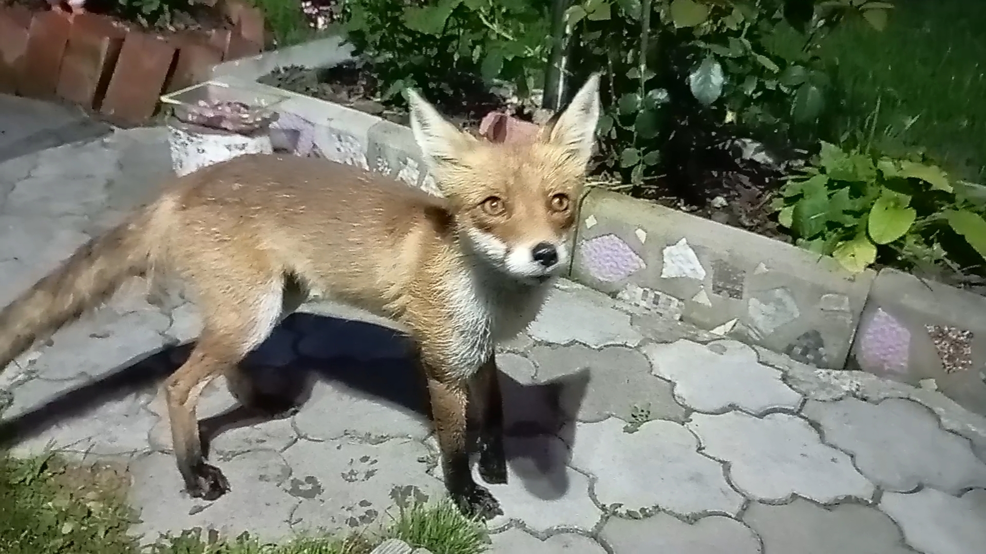 Дикая лиса любит нюхать розы 🌹 смотреть онлайн