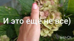 Гортензия в кашпо 🌺🌿😍❤️