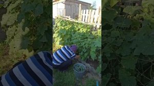 Собираем урожай🍅🍅🍅🥒🥒🥒