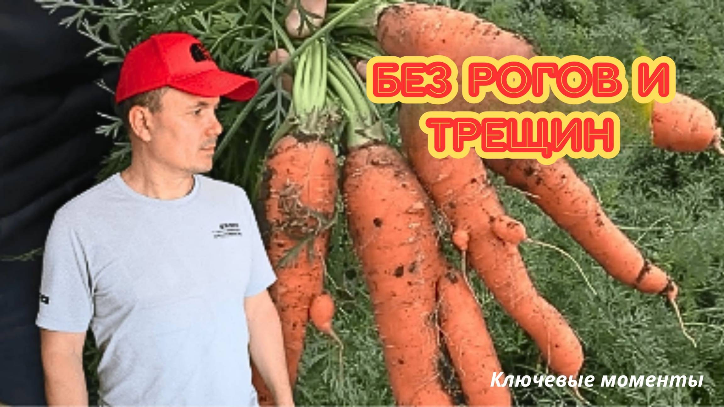 Чтобы морковь 🥕 была ровной и сладкой. смотреть онлайн