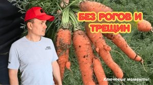 Чтобы  морковь 🥕  была ровной и сладкой.