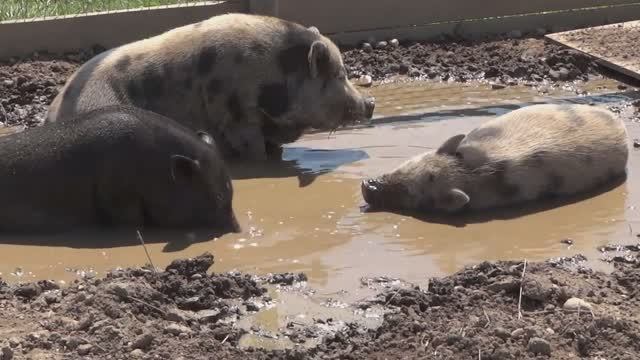 10 самых необычных фактов о свиньях. Познавательное. Факты про свиней смотреть онлайн