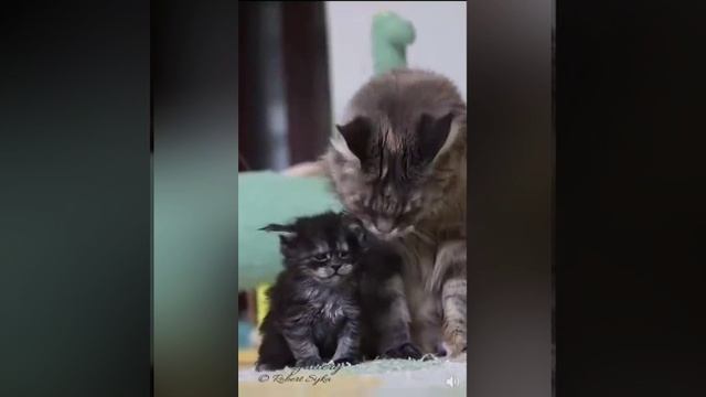 попугай коты...