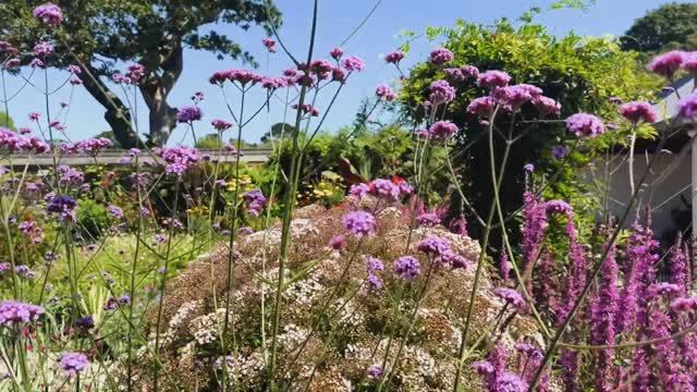 САДЫ БРИТАНИИ. ЗНАМЕНИТЫЙ САД ТРЕБАХ Lowarth Treverybow Корнуолл НАСТОЯЩИЙ СУБТРОПИЧЕСКИЙ РАЙ! смотреть онлайн