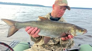 Рыбалка мечты на спиннинг!  Здесь тонны рыбы! Ловля жереха. Летняя рыбалка 2025.