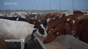 В Акушинском районе Дагестана планируют получать рекордный урожай кормовых