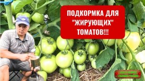 Жируют томаты？ Вот подкормка, которая поможет! [проверено]!!!