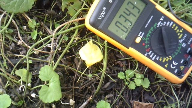 В поисках растительного электричества: измеряю другую поросль