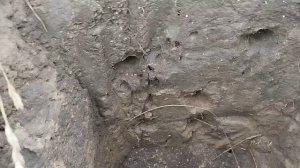 сравнение металлоискателей Quest Q20 и Minelab X-Terra PRO