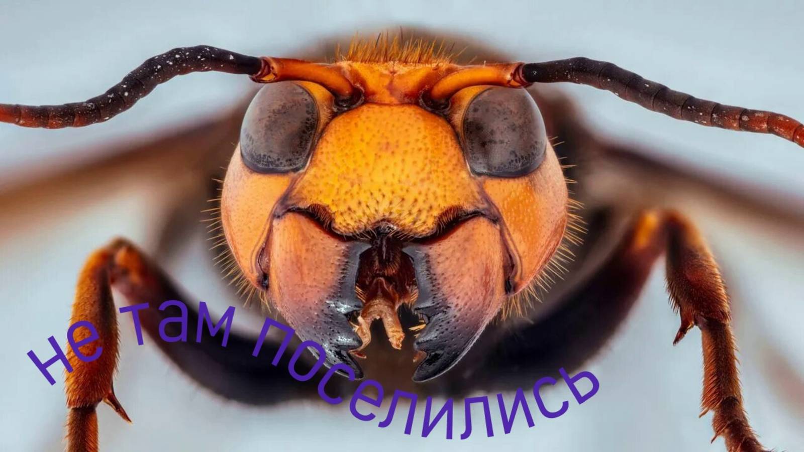 Шершни прилетели