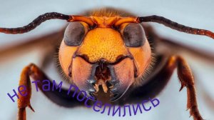 Шершни прилетели