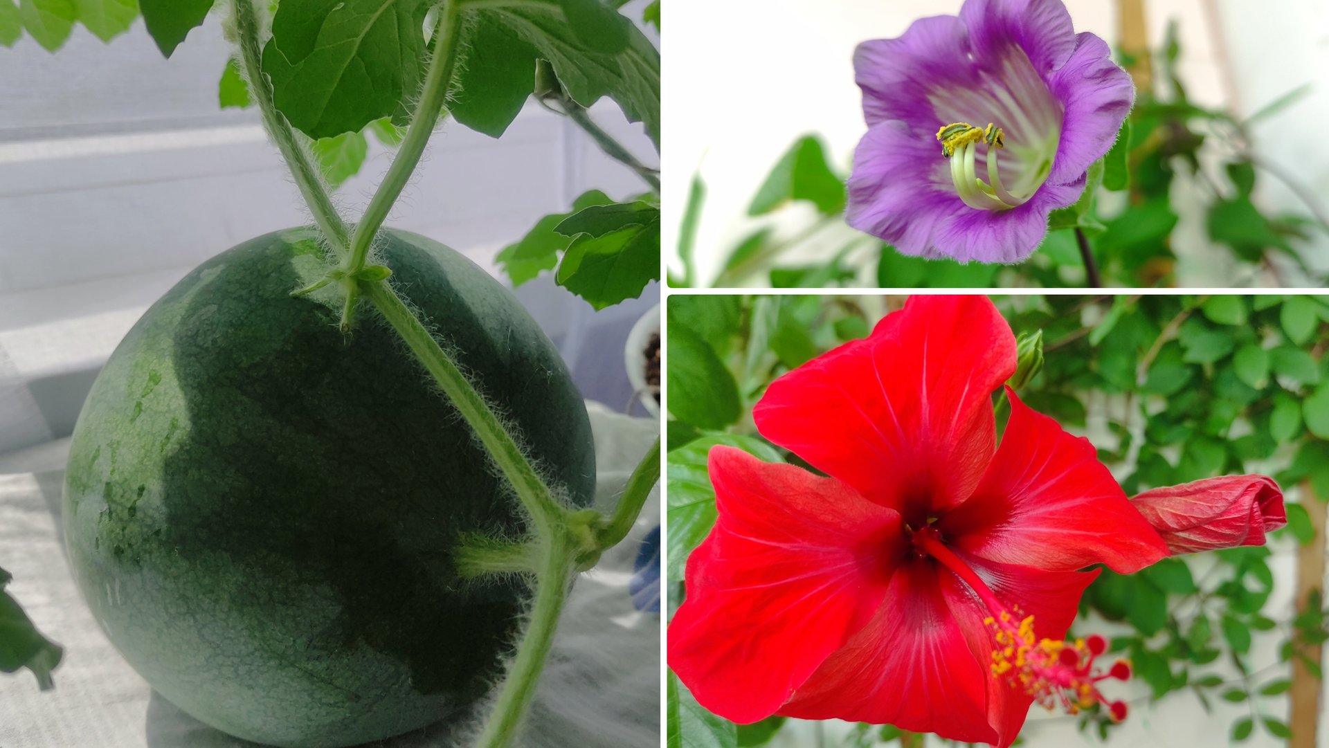 Выращиваю арбуз на балконе. Как цветет Кабея. Цветение Гибискуса. 25 июля 2025. смотреть онлайн