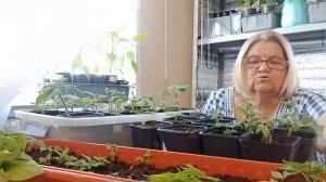 Ура , у меня получилось!!! Как из  одного корешка малины, получить более ста саженцев . Заходите !!!