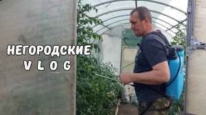 Опять засуха. Самочки НУТРИЙ так и не дружат. 21.07.25