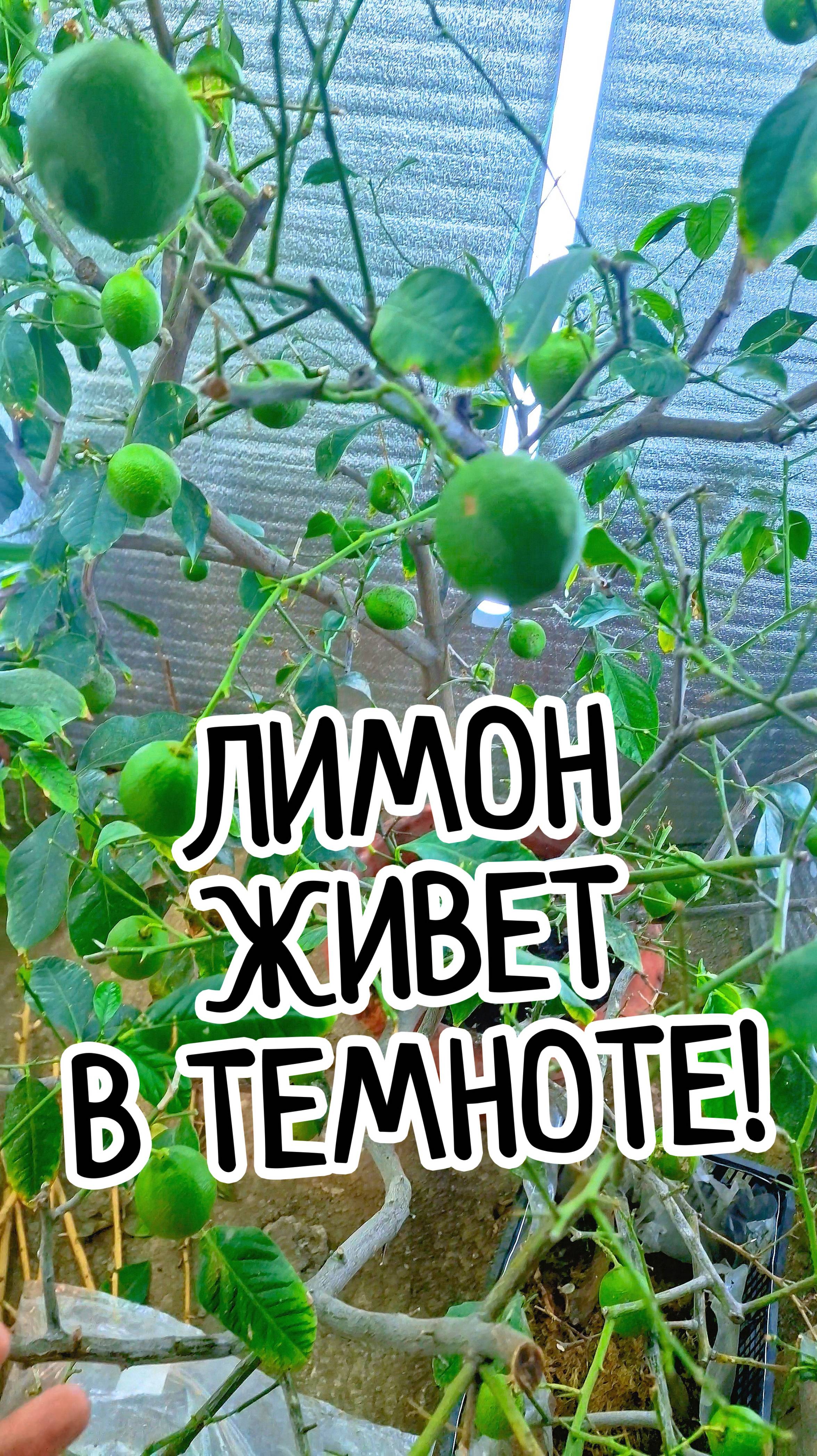 Супер-лимон в своей красе! 🍋✨Увешано сочными плодами! 🌿🌟