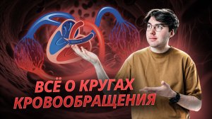 Круги кровообращения ОГЭ биология 2025. Коротко и понятно | Умскул