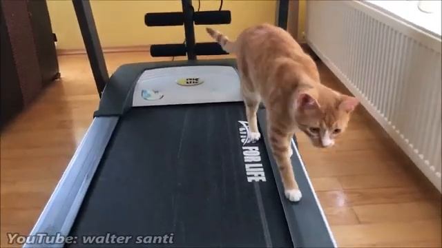 😂🔥Кот и беговая дорожка 🤣🤣🤣