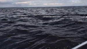 3 сома за рыбалку/рыбалка на сома