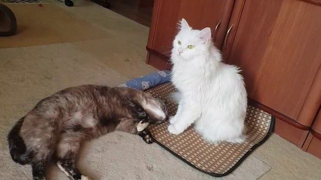 Леся и Сёма - Экстаз смотреть онлайн