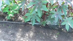 Полив клещевины