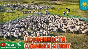 Отбивка ягнят на джайляу. Баранчики на откорм. Эдильбаевские, помеси ЮКМ с дорпером и блютекселем.