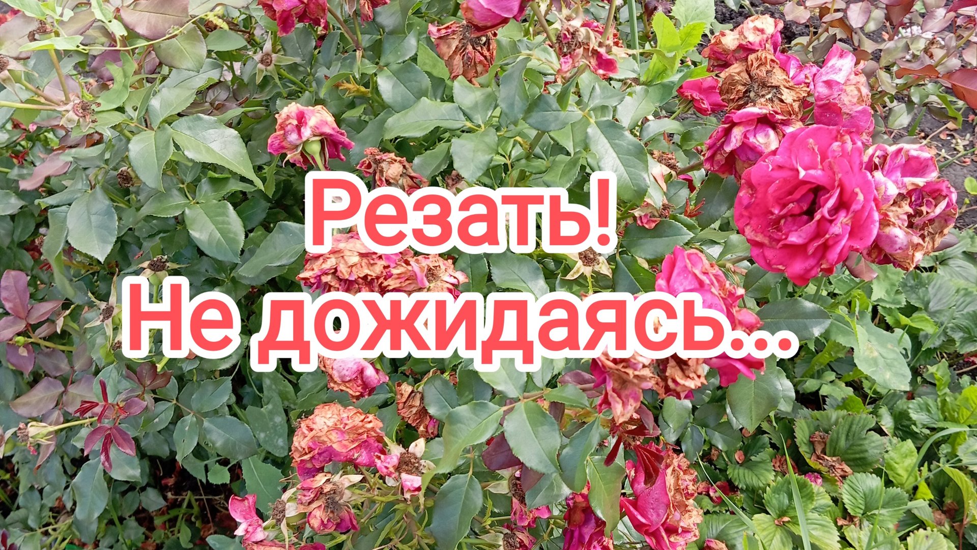 Резать! Не дожидаясь... смотреть онлайн